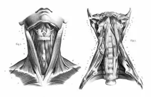 Images Dated 24th May 2017: Neck throat anatomy engraving 1866