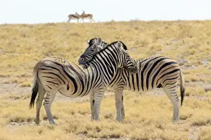 Necking zebras (Equus burchellii) with springboks in background, Etosha National Park, Namibia