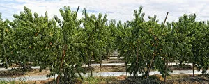 Images Dated 4th September 2012: Nectarines -Prunus persica var nucipersica-, plantation, Centerville, Fresno, California