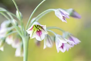 Nectaroscordum Prints: Nectaroscordum (Sicillian honey garlic)