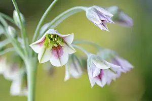 Nectaroscordum (Sicillian honey garlic)