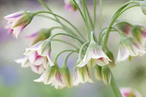 Nectaroscordum Prints: Nectaroscordum (Sicillian honey garlic)