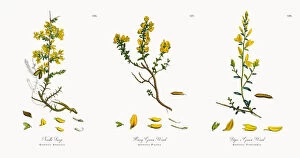 Images Dated 6th December 2017: Needle Furze, Genista Anglica, Victorian Botanical Illustration, 1863