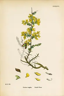 Needle Furze, Genista Anglica, Victorian Botanical Illustration, 1863