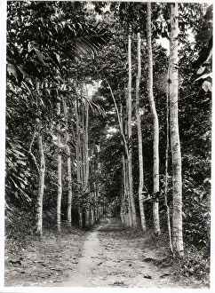 Cameroon Prints: Neglected Rubber Plantation