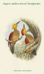Beaks Prints: Negros Yellow-Faced Woodpecker