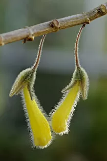 Nematanthus fluminensis, Gesneriaceae, Latin America