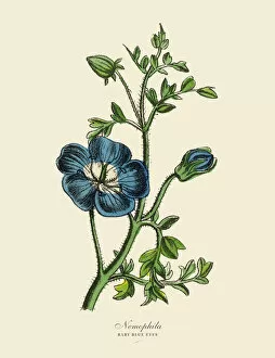 Images Dated 6th April 2016: Nemophila or Baby Blue Eyes Plants, Victorian Botanical Illustration