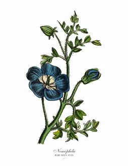 Images Dated 19th February 2019: Nemophila or Baby Blue Eyes Plants, Victorian Botanical Illustration