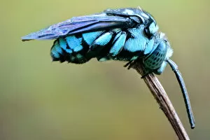 Extreme Close Up Gallery: Neon Cuckoo Bee