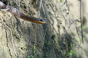 Neotropical Bird Snake or Dos Cocorite -Pseustes poecilonotus-, Dos Brazos, Osa Peninsula, Puntarenas Province