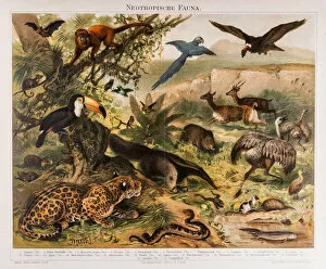 Monkey Collection: Neotropical Fauna Antique Lithograph 1896