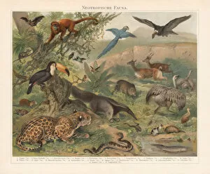 Images Dated 24th October 2018: Neotropical realm (wildlife of Central and South America), published 1897