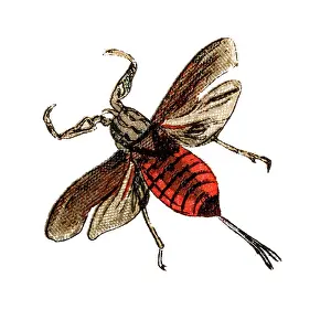 Insect Lithograph Prints: Nepa cinerea (water scorpion)