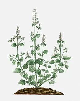 Images Dated 21st June 2010: Nepeta cataria (Catmint) with small white flowers and green leaves on tall stems