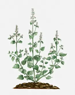 Tall High Prints: Nepeta cataria (Catmint) with small white flowers and green leaves on tall stems
