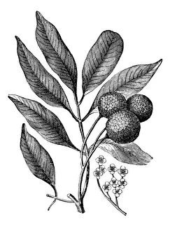 Fruit Gallery: (Nephelium litchi Cambess) lichi, lichee, laichi, leechee or lychee