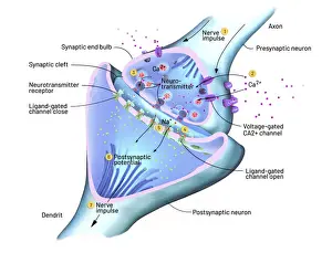 Channel Prints: Nerve synapse, illustration