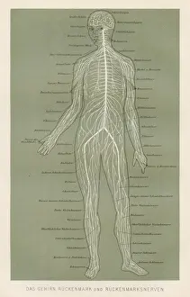 Nerves anatomy engraving 1857