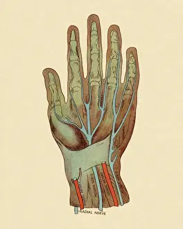 Blood Flow Prints: Nerves and Arteries of Hand