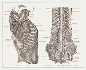 Images Dated 8th June 2015: Nervous system of humans, lithograph, published in 1877