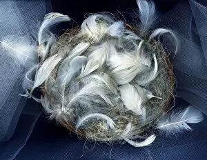 Images Dated 28th September 2010: The Empty Nest
