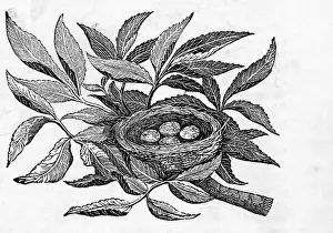 Nest Prints: Nest Egg; Engraving; Tree