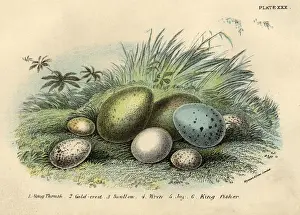Landscape Collection Prints: Nest Of Eggs