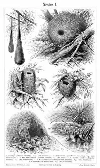 Images Dated 28th January 2015: Nest engraving 1897