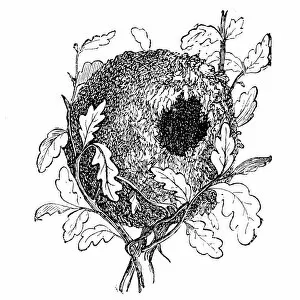 Wren Gallery: Nest of the Eurasian wren (Troglodytes troglodytes)