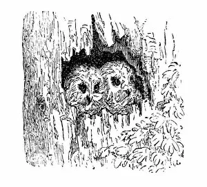 Images Dated 13th March 2017: Nest of owl