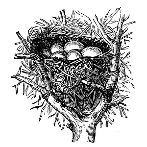 Nest of sedge warbler (Acrocephalus schoenobaenus)