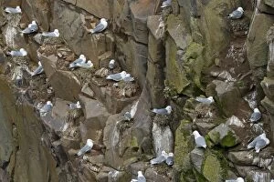 Images Dated 31st May 2013: Nesting Black-legged Kittiwakes-Rissa tridactyla- in a cliff, Mykines, Faroe Islands, Denmark