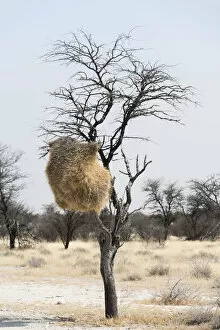 Images Dated 17th August 2012: Nesting colony hanging in a tree, Sociable Weaver -Philetairus socius-, Etosha National Park