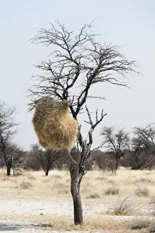 Nest Prints: Nesting colony hanging in a tree