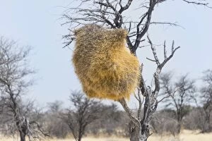 Nesting colony of the Sociable Weaver -Philetairus socius- in a tree, Etosha National Park, Namibia