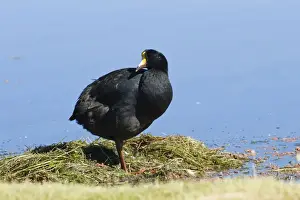 Bank Prints: Nesting Giant Coot (Fulica gigantea)