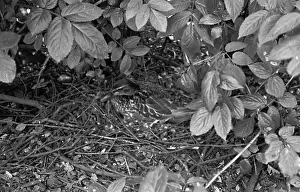 Nesting Mallard