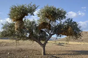 Nesting Site Prints: Nests of Sociable Weavers or Social Weavers -Philetairus socius- in a tree