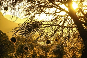 Images Dated 2nd January 2012: Nests of weavers -Ploceidae- in the sunset, Namibia, Africa