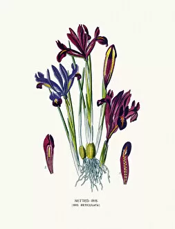 Netted Iris flower