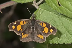 Kerkini Prints: Nettle-tree butterfly, European beak -Libythea celtis- sunbathing