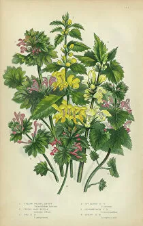 Isolated Collection: Nettle, Weasel Snout, Nettle, Stinging Nettle, Snapdragon, Victorian Botanical Illustration