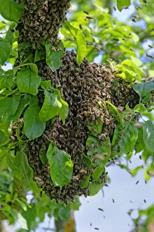 Images Dated 28th May 2013: New colony of Honey Bees -Apis mellifera- on the trunk of an apple tree