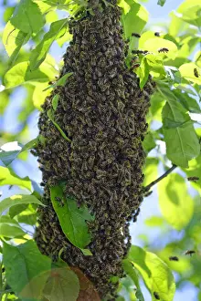 Apiformes Prints: New colony of Honey Bees -Apis mellifera- on the trunk of an apple tree