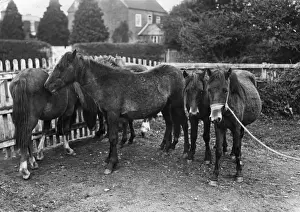 Pony Prints: New Forest Ponies