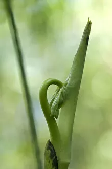 Images Dated 2nd March 2012: New leaf unfurling, Tandayapa region, Andean cloud forest, Ecuador, South America