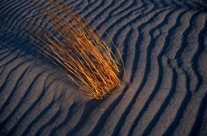Images Dated 2nd September 2005: New Mexico. Desert grasses among sand dunes. These grasses can survive with minimum moisture