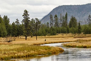 Images Dated 9th May 2016: New Perce River winding through meadow, Yellowstone National Park, Montana, Wyoming, USA