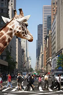 Images Dated 7th June 2010: New York City Giraffe View